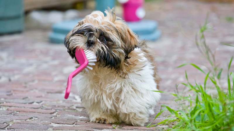 Close-up of a happy beagle gnawing on a bright green rope-and-knot dental tug toy, saliva visible on textured surface