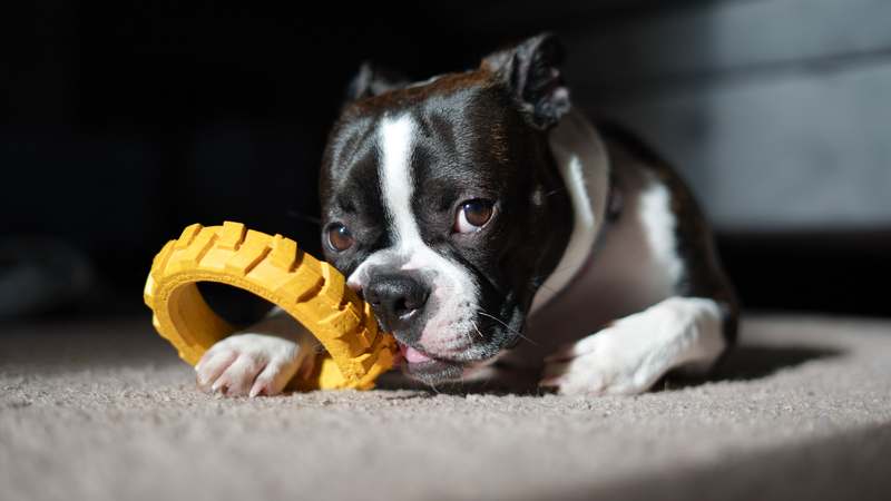 Homepage for Pet Care Pet Toys & Accessories dental toys